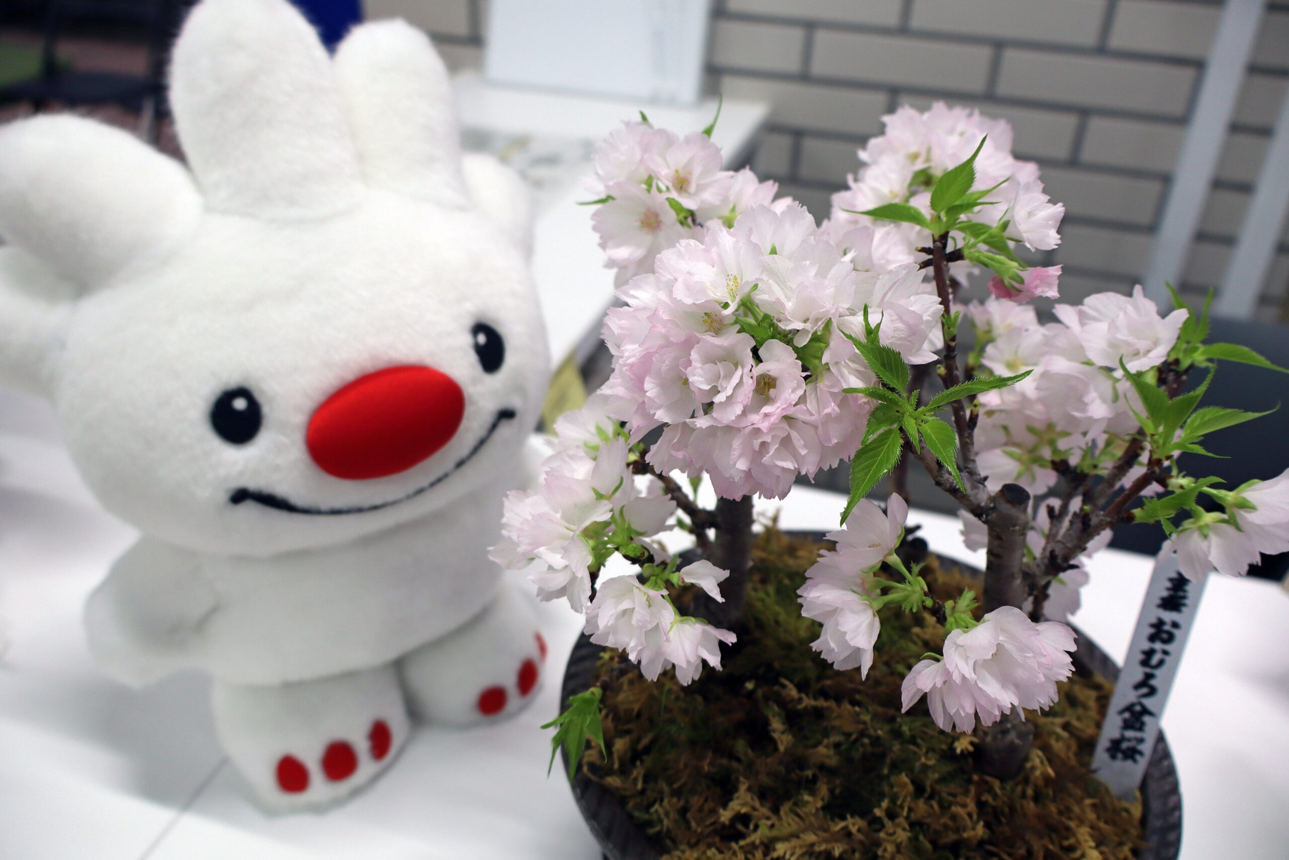 3.雪室による桜の開花遅延