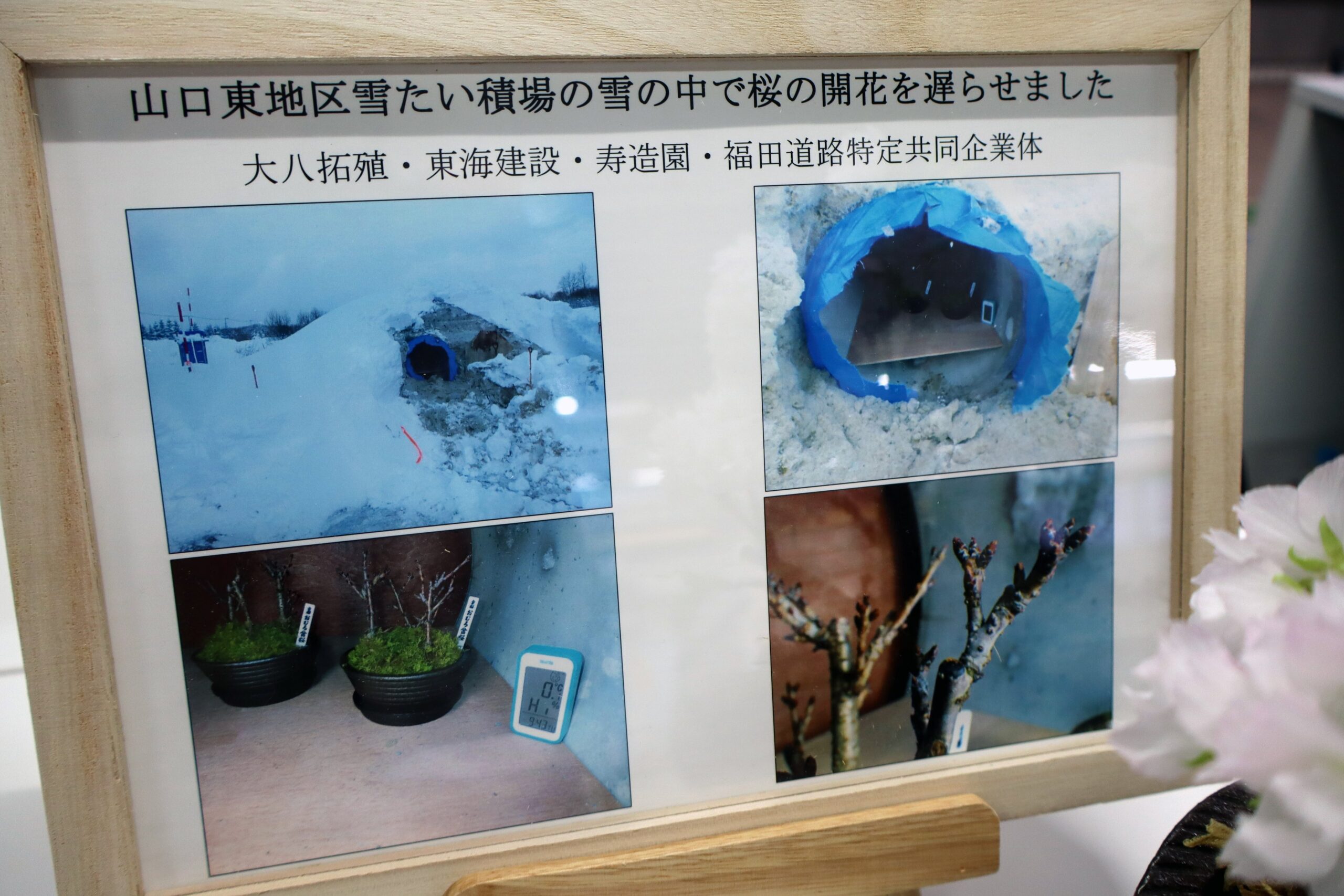 3.雪室による桜の開花遅延