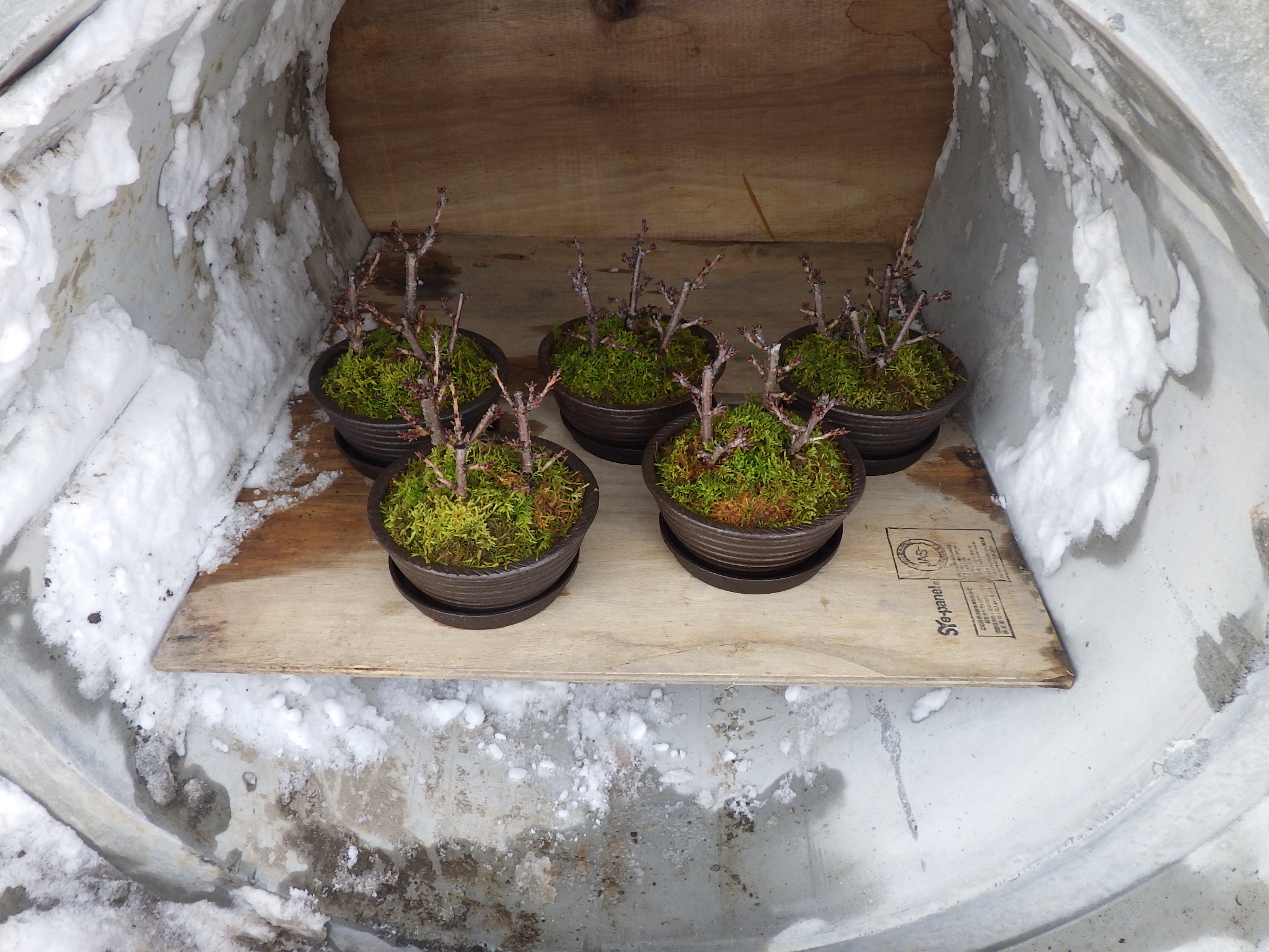 3.雪室による桜の開花遅延