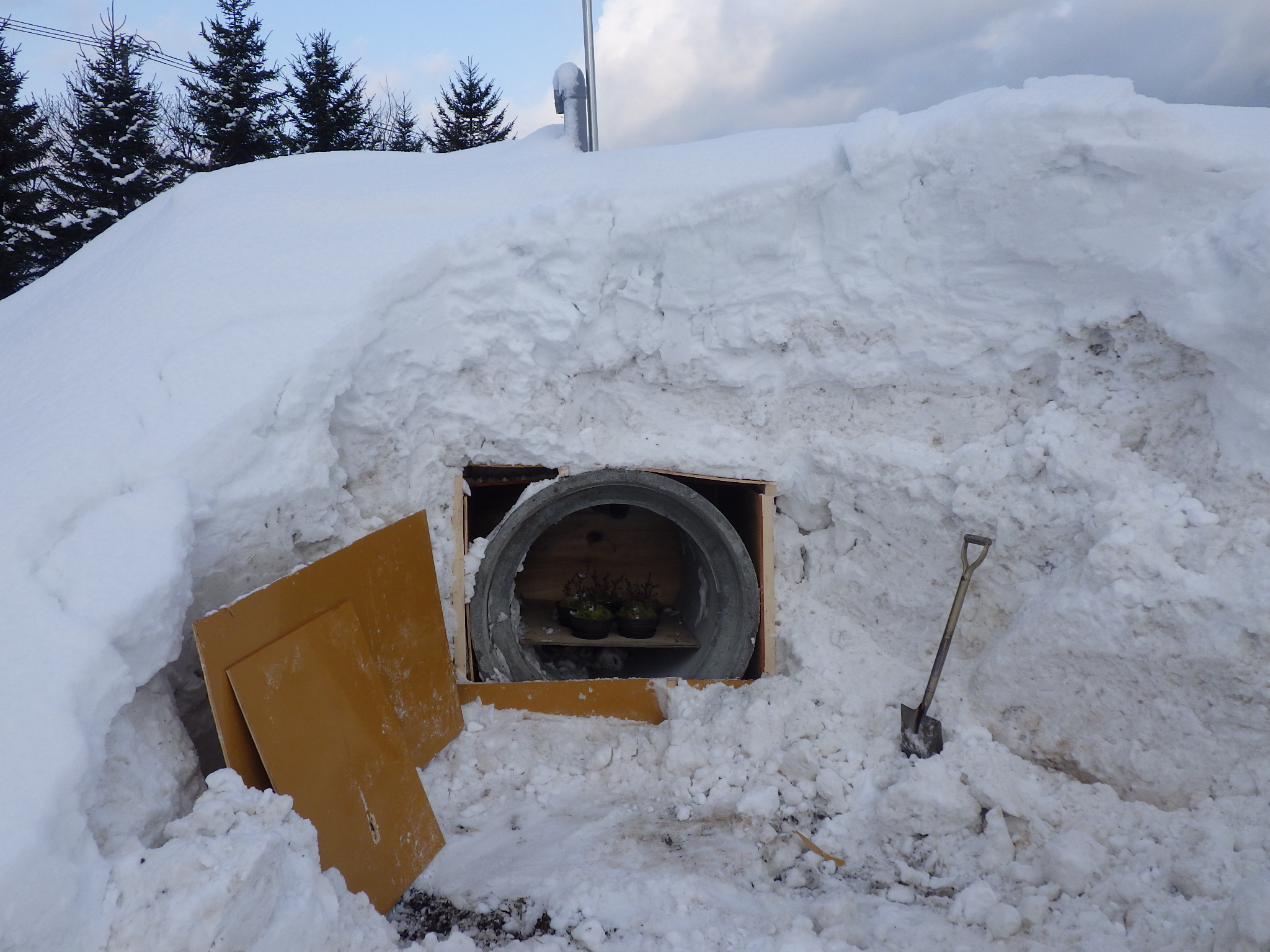 3.雪室による桜の開花遅延