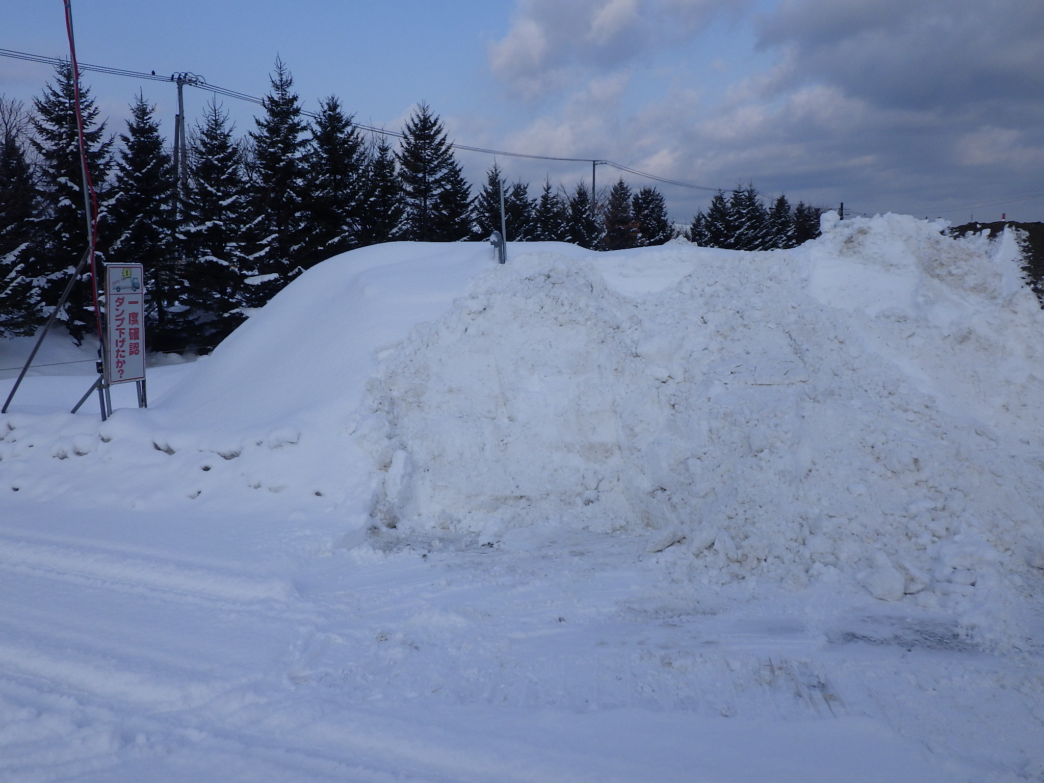 3.雪室による桜の開花遅延